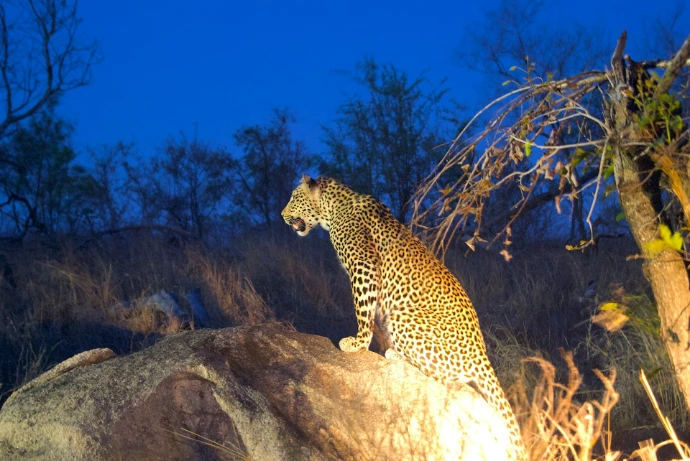 leopard on brown rock under blue sky during daytime